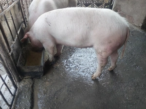 Vând purcea Landrace