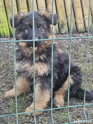 pui Ciobanesc german - imagine 2