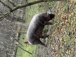 Vand porci bio - imagine 4