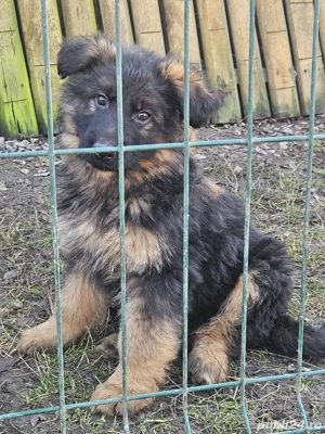 pui Ciobanesc german - imagine 4