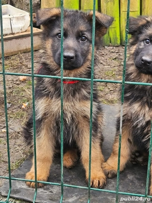 pui Ciobanesc german