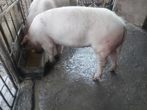 Vând purcea Landrace - imagine 2