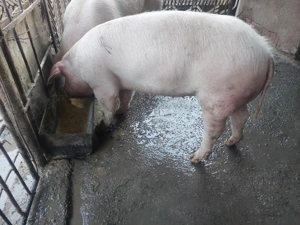 Vând purcea Landrace - imagine 4