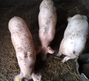 Vand Porci Vaccinati - imagine 3