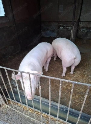 Vand poci pentru Craciun 