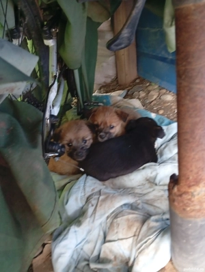 donez căței băieți de rasa mica 