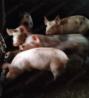 Vand Porci Vaccinati - imagine 4