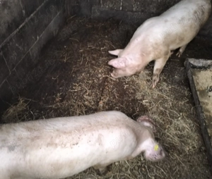 Vand Porci Vaccinati