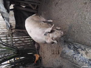 Vand purcea - imagine 4