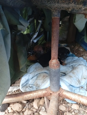 donez căței băieți de rasa mica  - imagine 4