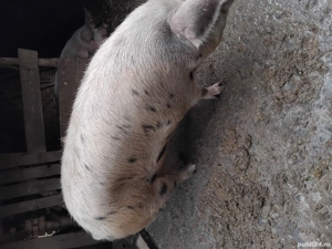 Vand purcea - imagine 2