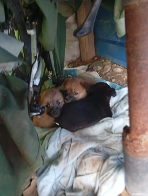 donez căței băieți de rasa mica  - imagine 2