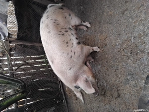 Vand purcea - imagine 3