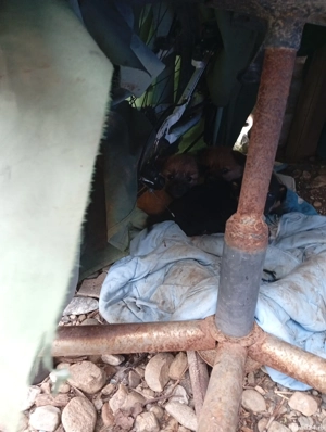 donez căței băieți de rasa mica  - imagine 3