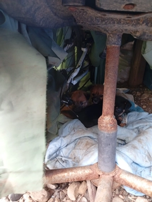 donez căței băieți de rasa mica  - imagine 5