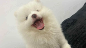 Pomeranian de vanzare  - imagine 3