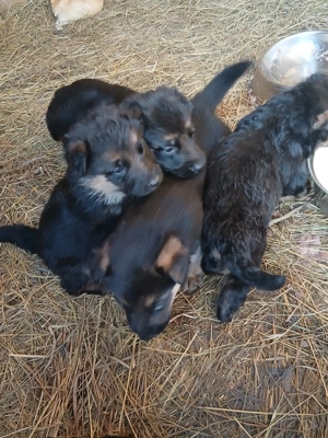 Ciobanesc german femela  - imagine 3