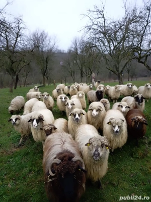 Vând oi tinere  - imagine 2