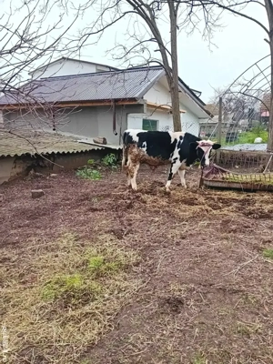 Tauras gras de vanzare