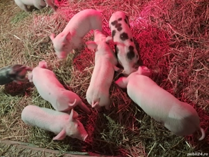 Purcei marele alb cu pietrain! - imagine 2