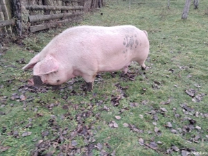 Purcei marele alb cu pietrain! - imagine 3