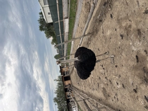 Vând struț mascul  - imagine 2