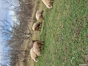 vand oi 6 bucati  - imagine 2