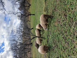 vand oi 6 bucati  - imagine 4