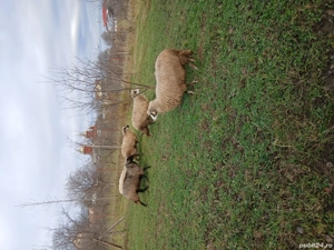 vand oi 6 bucati  - imagine 5