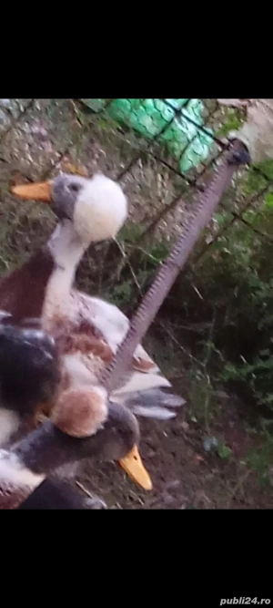 rățoi Cu moț  - imagine 2
