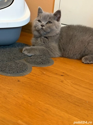 Băiețel british shorthair blue. - imagine 4