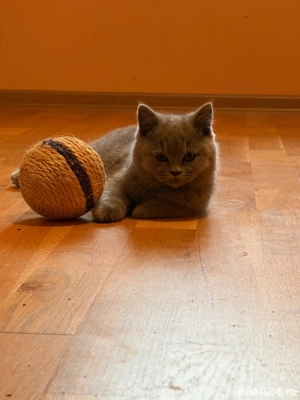Băiețel british shorthair blue. - imagine 3
