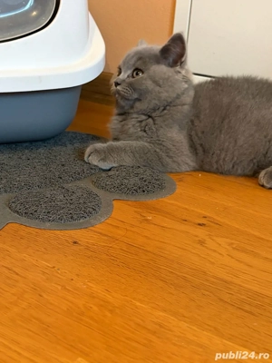 Băiețel british shorthair blue. - imagine 5