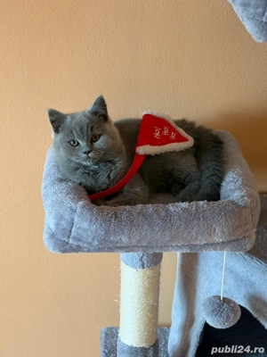 Băiețel british shorthair blue. - imagine 2
