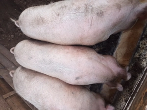 Vind porci pt sacrificat  - imagine 2