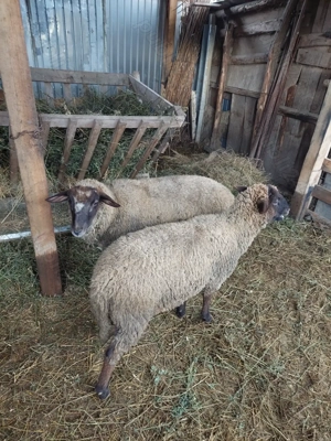 Vând 2 berbecuți - imagine 3