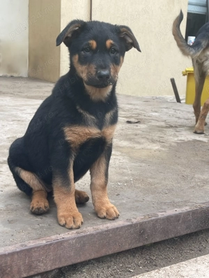 Pui Ciobanesc German