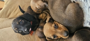 Cătelusi Teckel - imagine 2