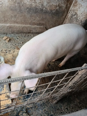 Porc de vânzare 