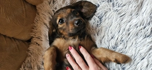 Cătelusi Teckel - imagine 3