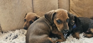 Cătelusi Teckel - imagine 5