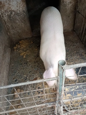 Porc de vânzare  - imagine 4