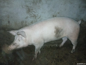 Porc de peste 200 kg de vânzare