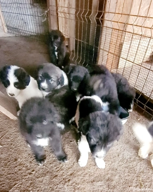 Ciobanesc corb pui - imagine 2