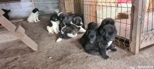 Ciobanesc corb pui - imagine 4