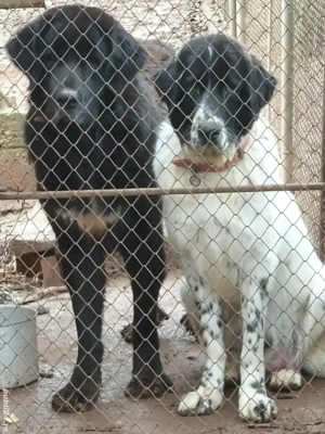 Ciobanesc corb pui - imagine 5