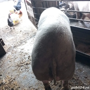 vand porc  - imagine 4