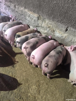 vând soldani rasa de calitate de carne 30-35 kg  - imagine 3