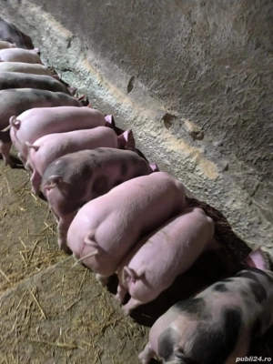 vând soldani rasa de calitate de carne 30-35 kg 