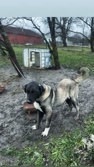 Femelă disponibilă  - imagine 2